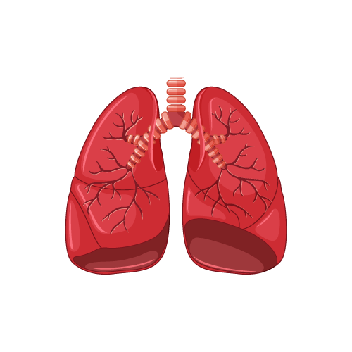 Pulmonar